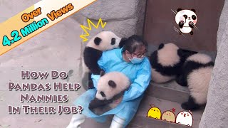 How Do Pandas Help Nannies In Their Jobs  iPanda [upl. by Elpmid]