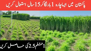 Super Napier grasssuper Napier grass farming in Pakistansuper Napier grass dairy farmAsim Faiz [upl. by Anifad]