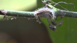 Only Carnivorous Caterpillar in North America Catches Prey [upl. by Sternlight]