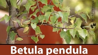 141 Silver Birch Betula pendula Easy Bonsai Trees for Beginners [upl. by Nylynnej470]