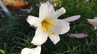 Growing Lilies from seed Trumpet Lilium Regale [upl. by Nicolle]