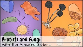 Protists and Fungi [upl. by Igig]