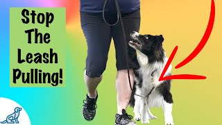 Loose Leash Walking Training  Professional Dog Training Tips [upl. by Eudocia161]