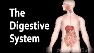 Physiology Basics the Digestive System Animation [upl. by Nahgaem427]