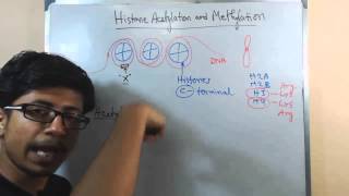 Histone acetylation and methylation [upl. by Kienan890]