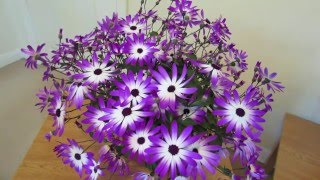 Senetti Care [upl. by Honey]