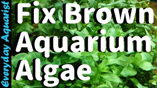 Why New Aquariums Go BROWN  Fixing Brown Diatom ALGAE [upl. by Blus]