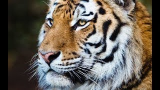 WILDEL TIGRE DE SIBERIA DOCUMENTAL [upl. by Lovell]