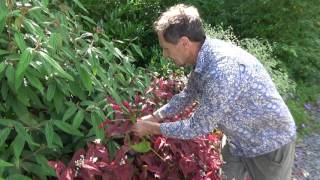 Are persicaria perfect plants for the modern garden [upl. by Yvi622]