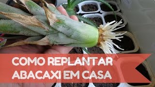 Como plantar abacaxi em casa  Método mais fácil [upl. by Shelley]