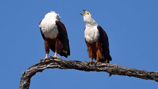 Bald Eagle Feeding Frenzy  United States of Animals [upl. by Assiralk]