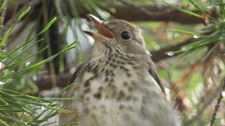 Hermit Thrush Song and Calls [upl. by Penni]