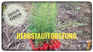 Waldarbeit Forst Herbstaufforstung [upl. by Pascia]