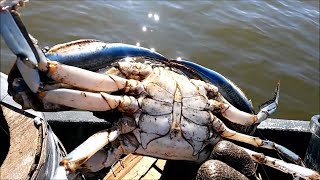 How to Catch Black Crabs  Trotline Crabbing  Razor Clams [upl. by Reddin]