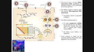 Hepatitis C Virus Life Cycle [upl. by Airretnahs]