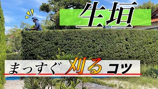 【完全解説！】【生垣剪定】ラカンマキの生垣を電動バリカンでキレイにまっすぐ刈り込むコツ【マキタMUH3652】 [upl. by Latnahc]